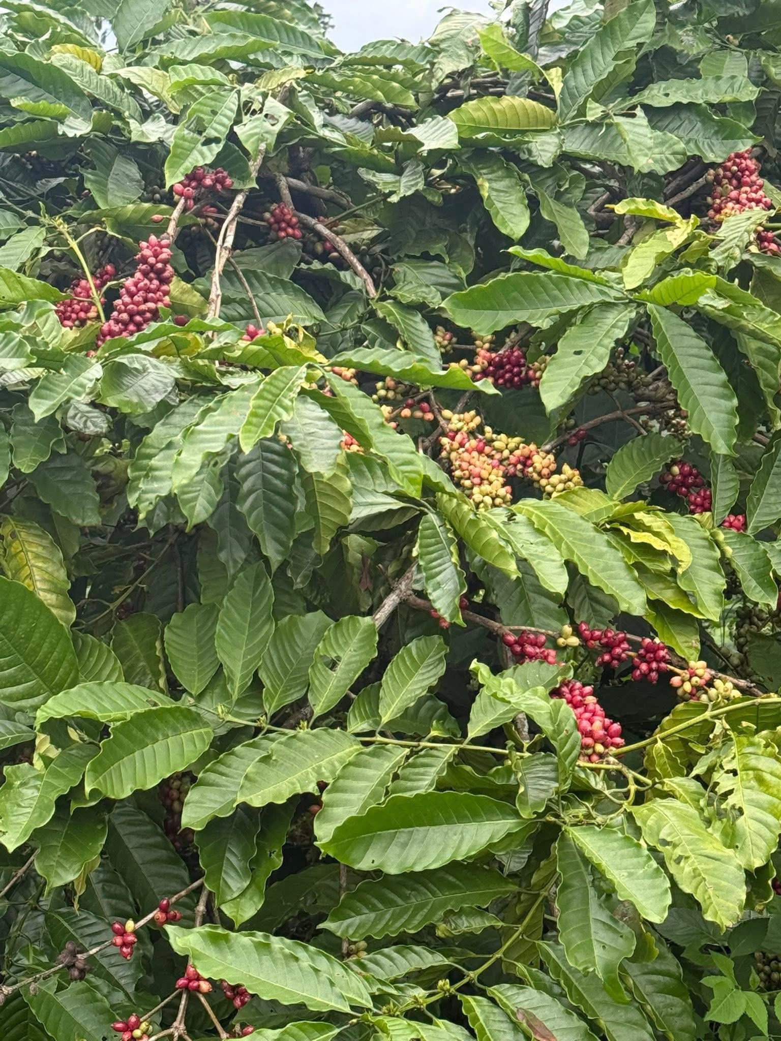 ĐẤT RẨY 2,8 SÀO NGUỒN THU MẠNH